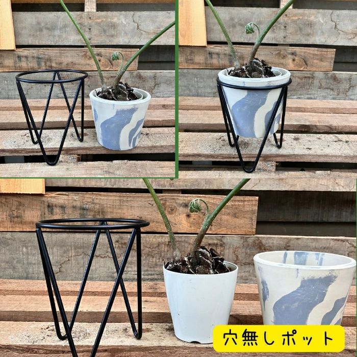 観葉植物現品販売