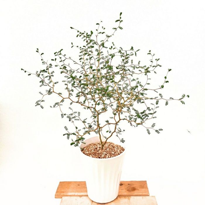 観葉植物 本物 【現品】ちょっと大きな ソフォラ・ミクロフィラ