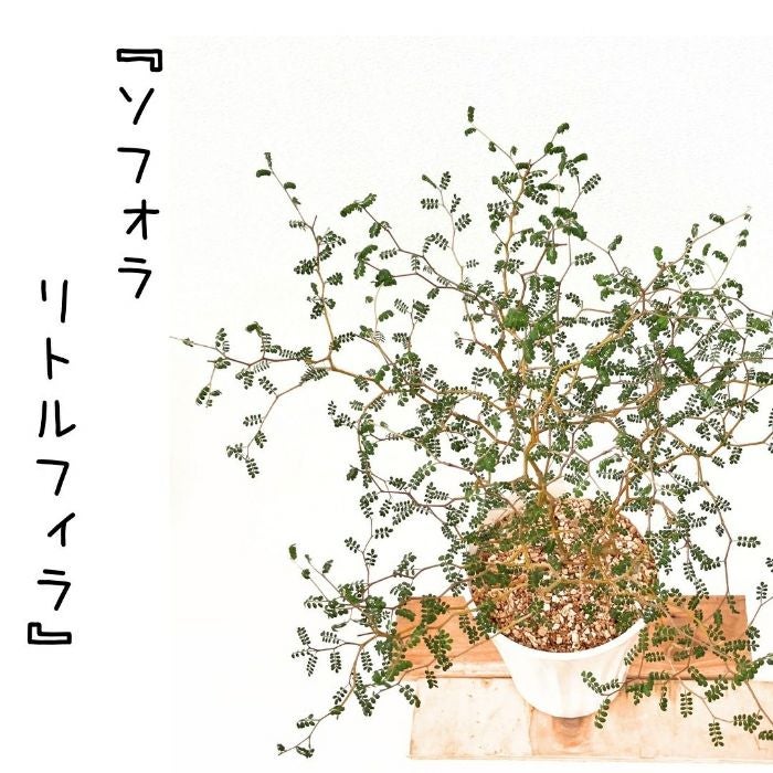 観葉植物現品販売