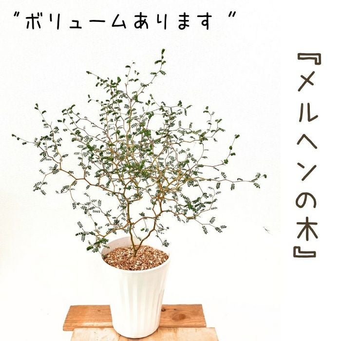 観葉植物現品販売