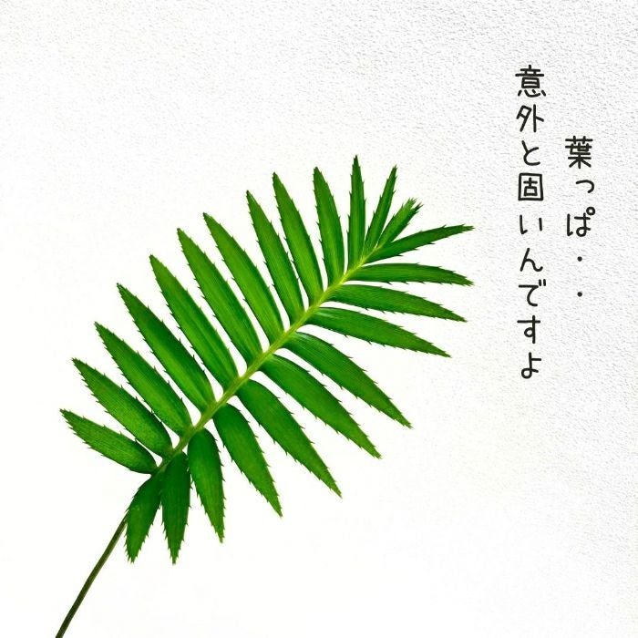 観葉植物現品販売