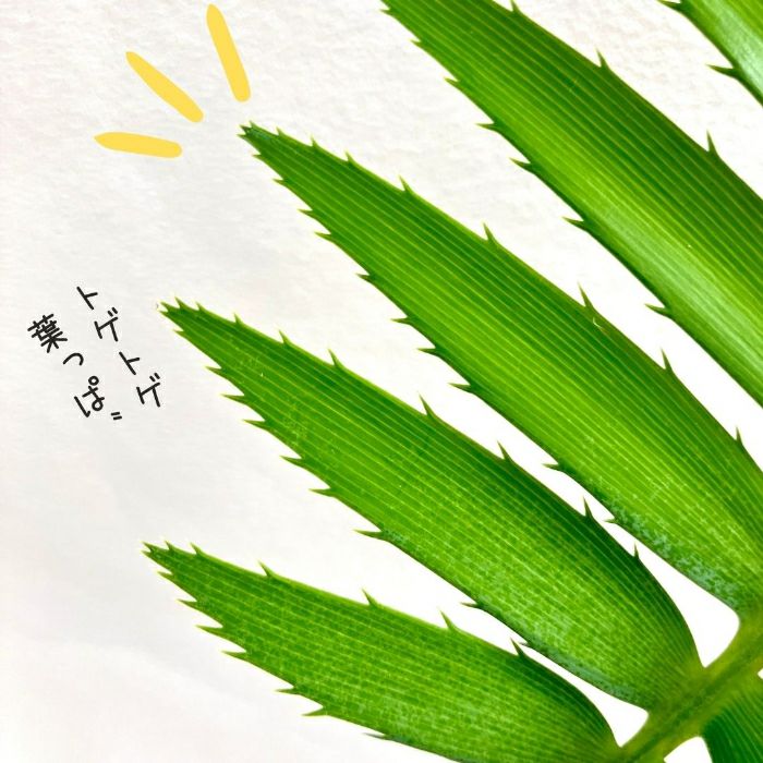 観葉植物現品販売
