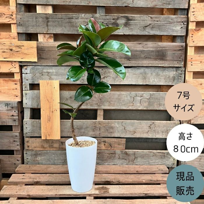 観葉植物現品販売