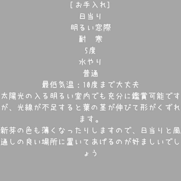 観葉植物現品販売