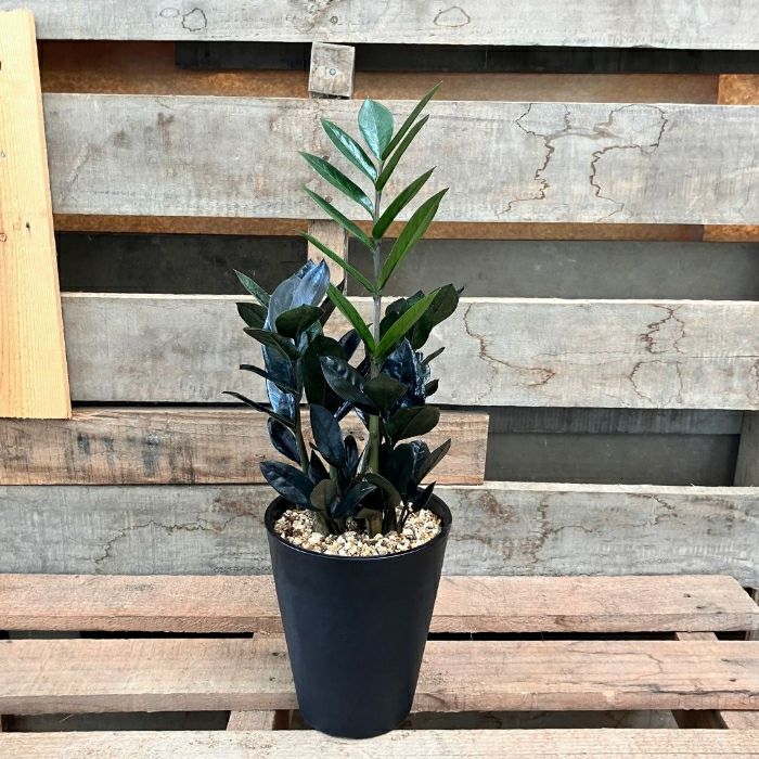 観葉植物現品販売