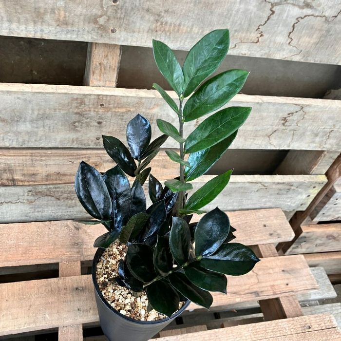 観葉植物現品販売