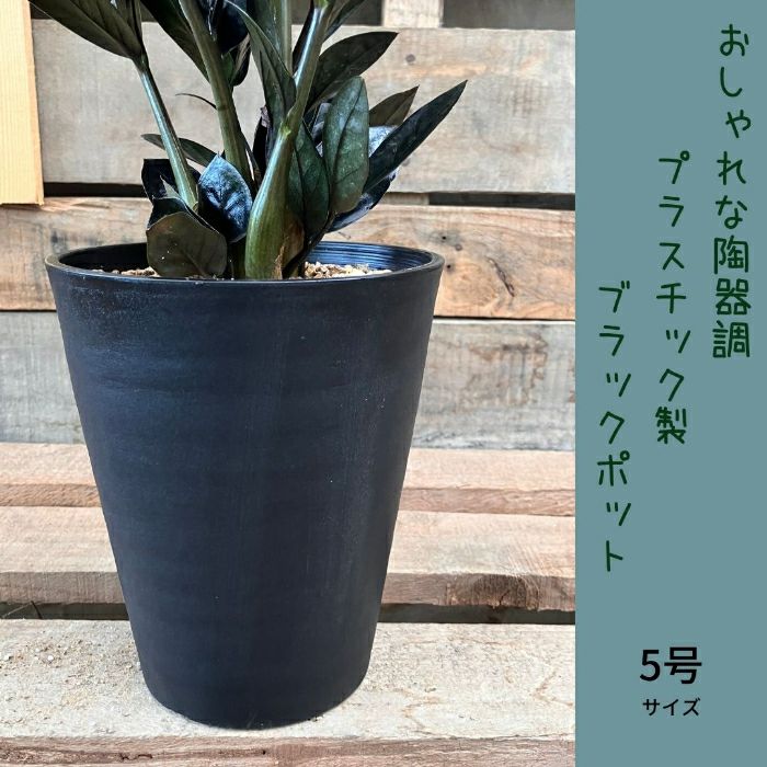 観葉植物現品販売
