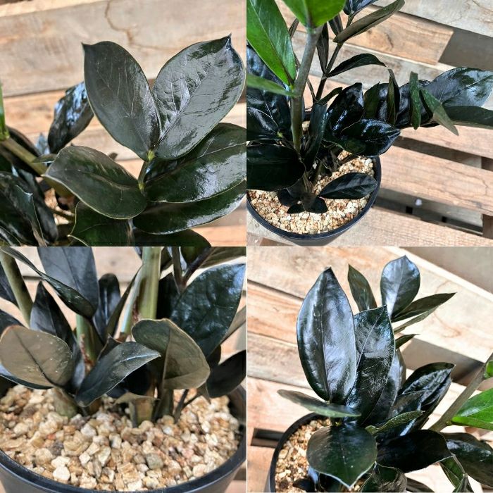 観葉植物現品販売