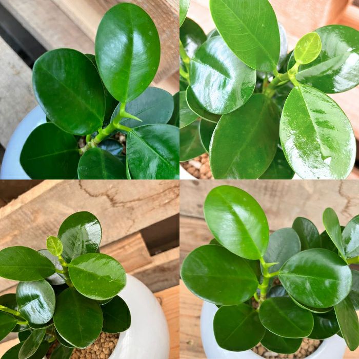 観葉植物現品販売