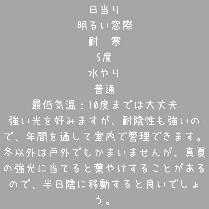 観葉植物現品販売