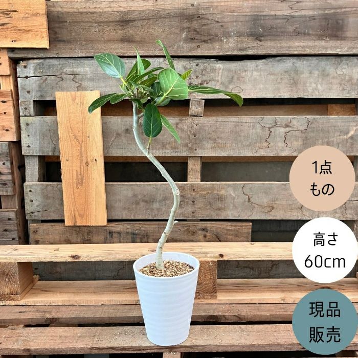 観葉植物現品販売