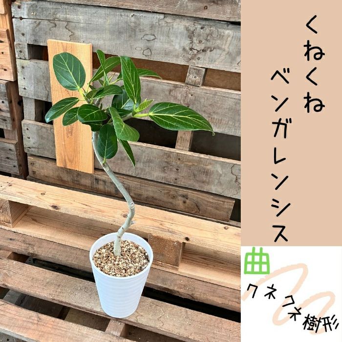 観葉植物現品販売