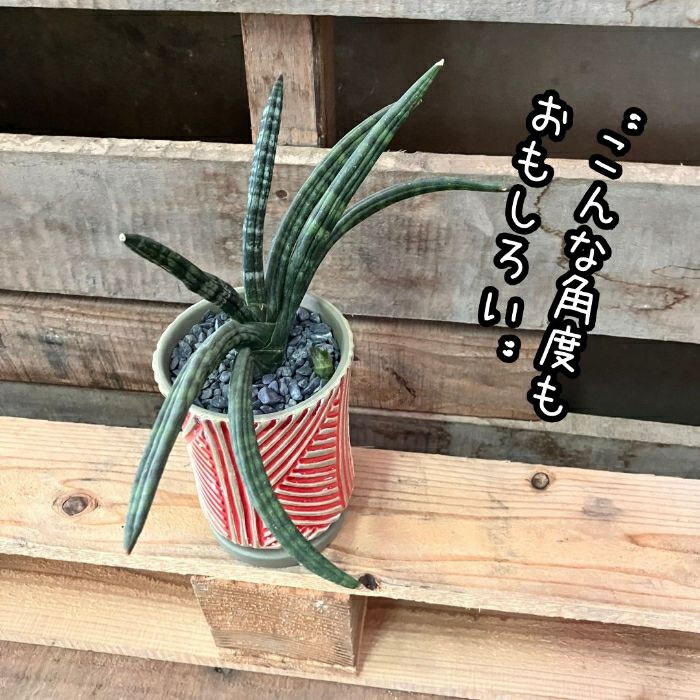 観葉植物現品販売
