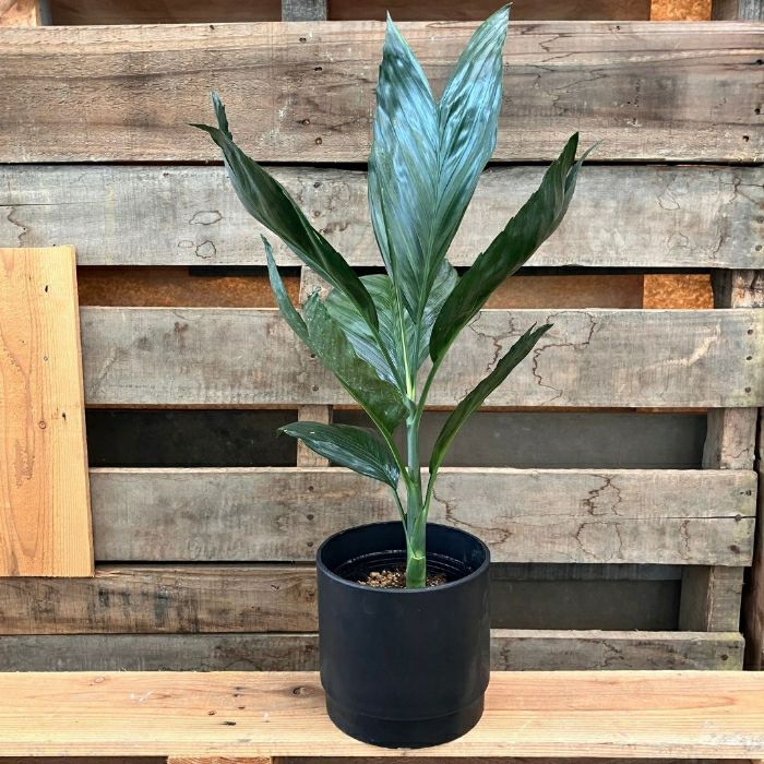 観葉植物 本物 【現品】 希少 テネラヤシ 『チャメドレア メタリカ