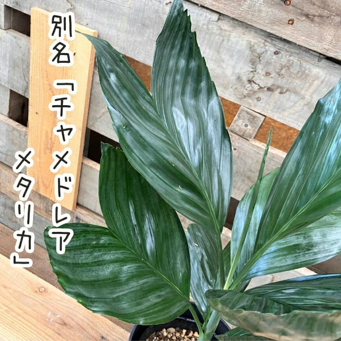 観葉植物現品販売