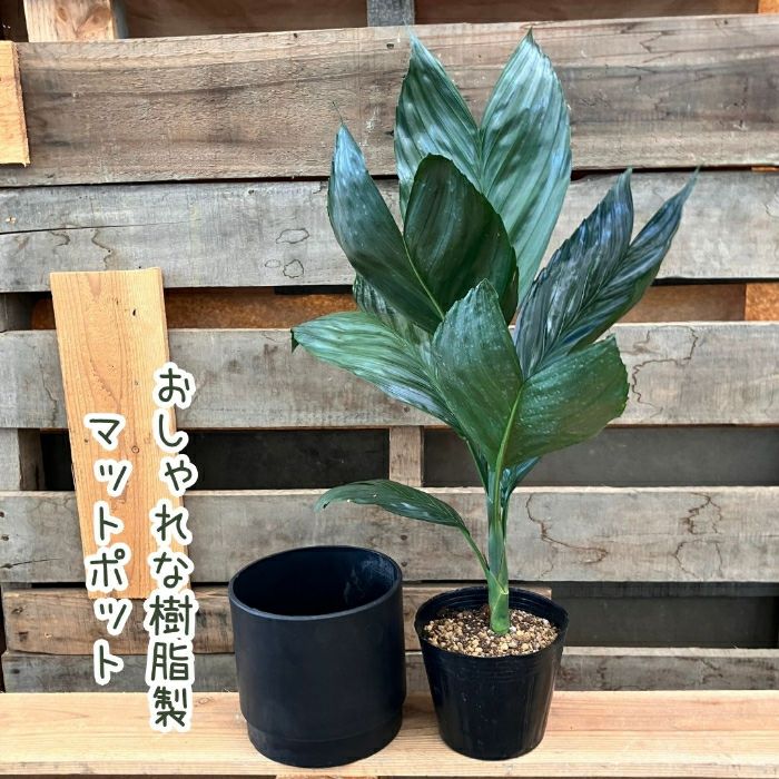 観葉植物現品販売