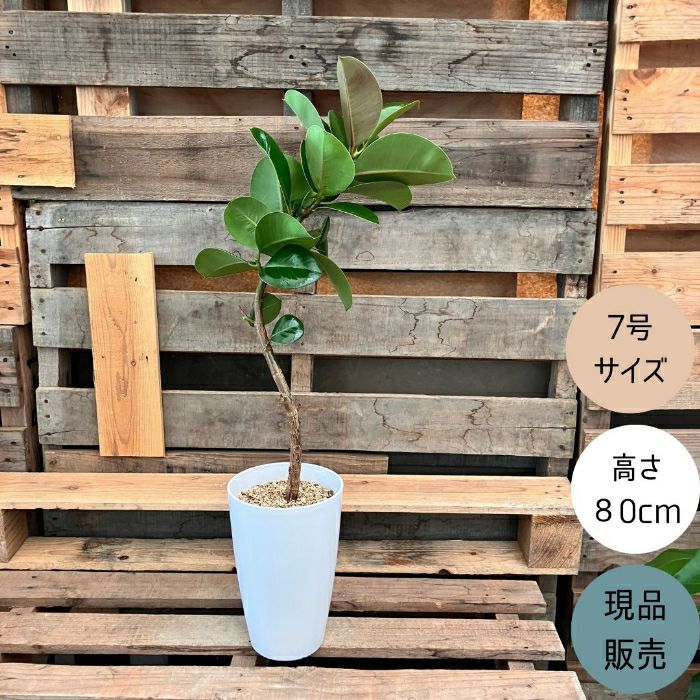 観葉植物現品販売