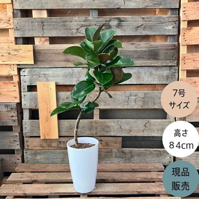 観葉植物現品販売