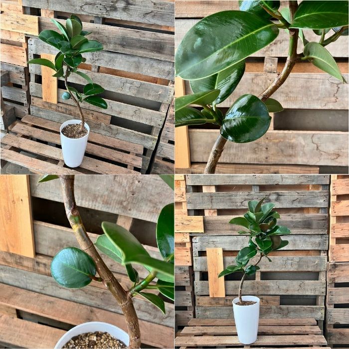 観葉植物現品販売