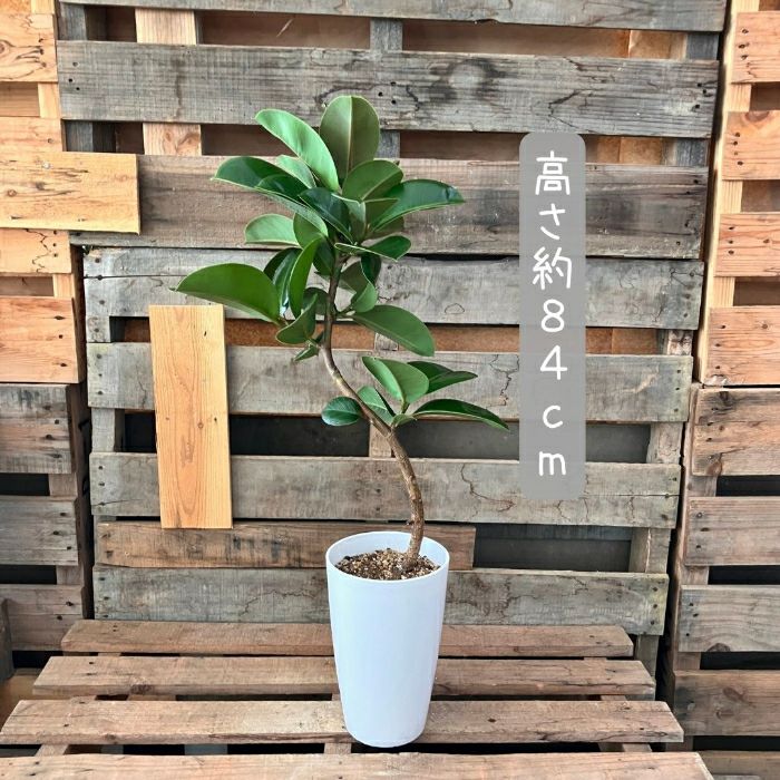 観葉植物現品販売