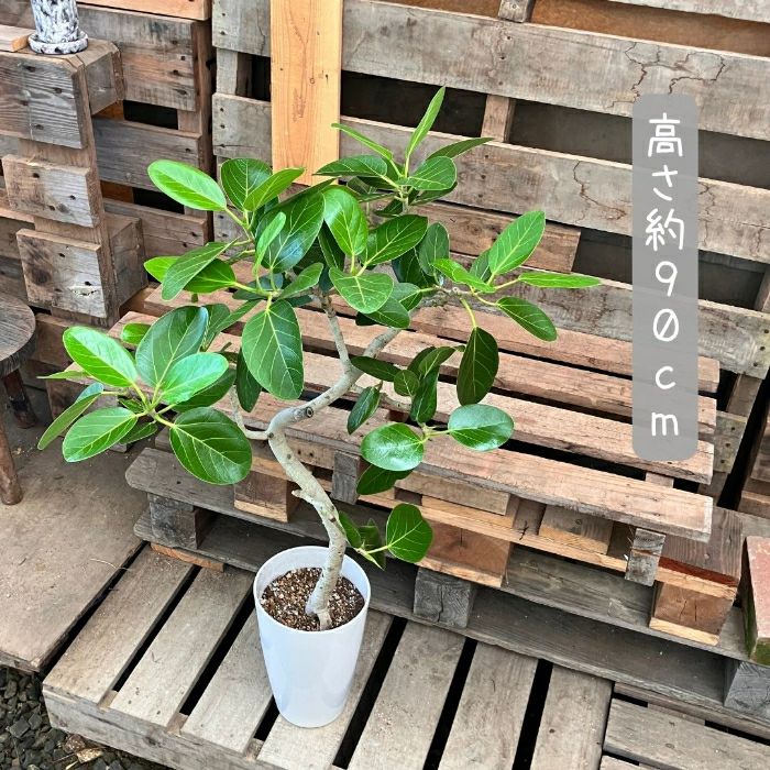 観葉植物現品販売