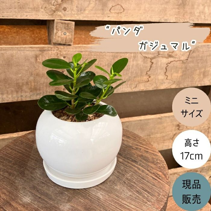 観葉植物現品販売