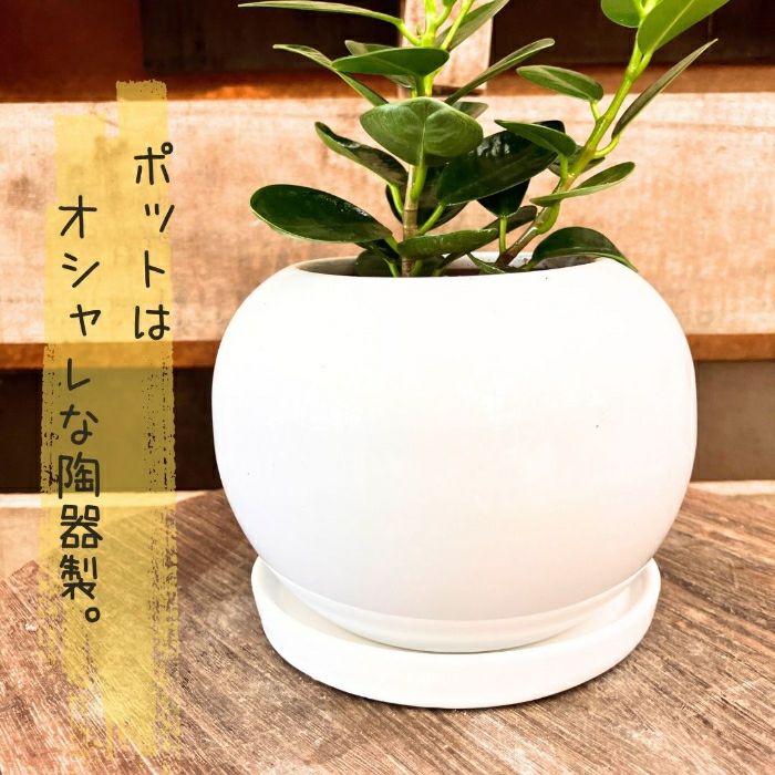 観葉植物現品販売