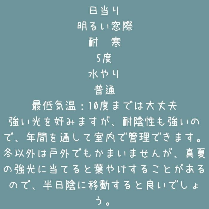 観葉植物現品販売