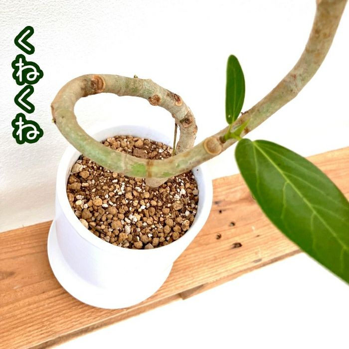 観葉植物現品販売