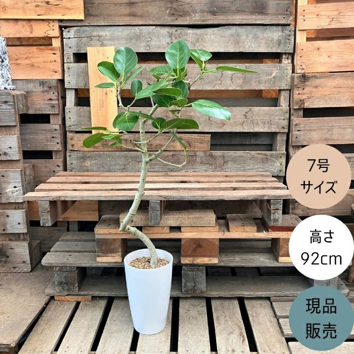 観葉植物現品販売