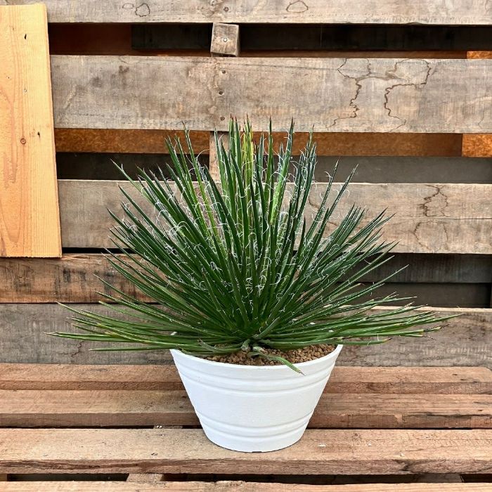 観葉植物 本物 ☆希少☆ 現品 アガベ ジェミニフローラ