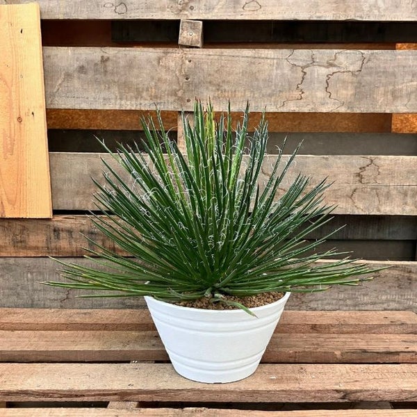 観葉植物 本物 ☆希少☆ 現品 アガベ ジェミニフローラ 
