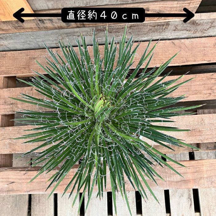 観葉植物現品販売