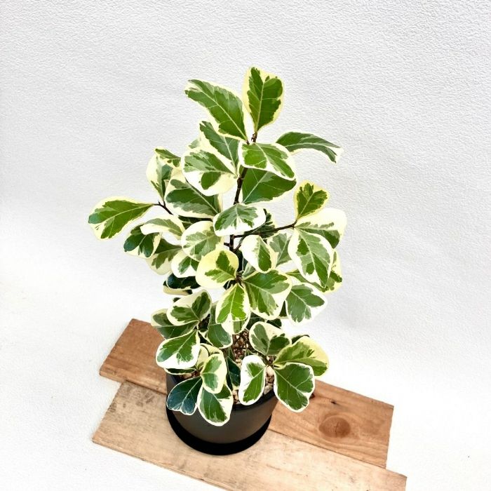 観葉植物現品販売