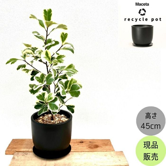観葉植物現品販売
