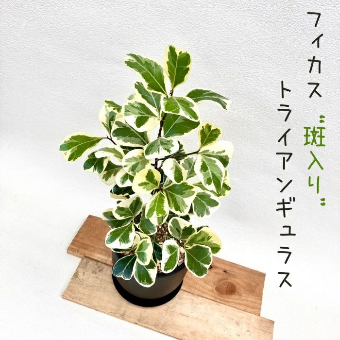 観葉植物現品販売