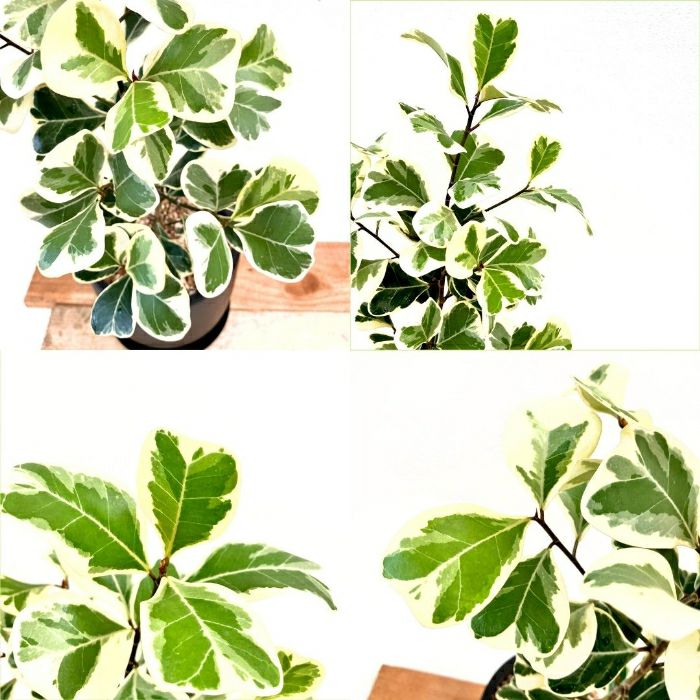 観葉植物現品販売