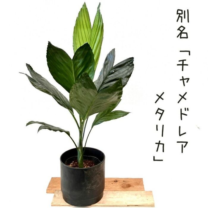 観葉植物現品販売