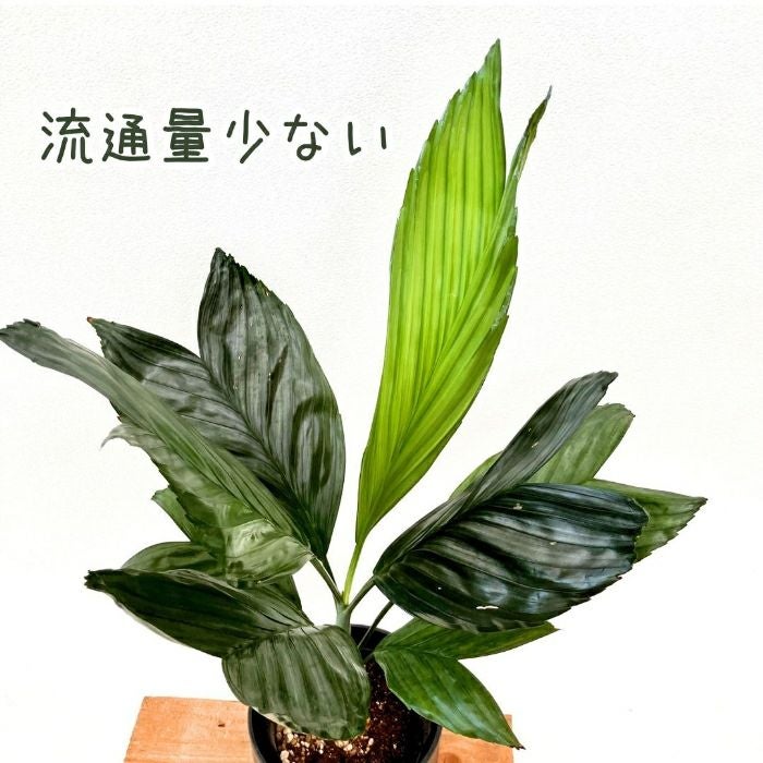観葉植物現品販売