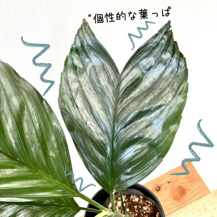 観葉植物現品販売