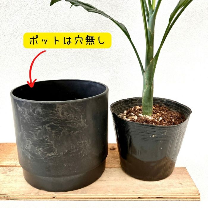 観葉植物現品販売