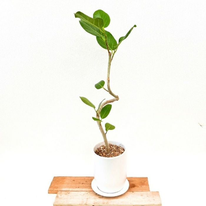 観葉植物現品販売