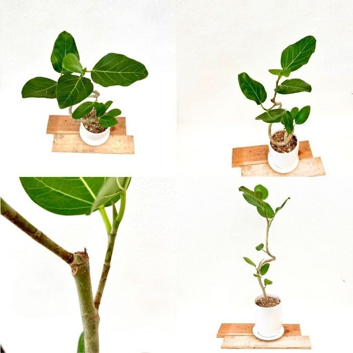 観葉植物現品販売