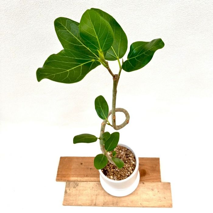 観葉植物現品販売