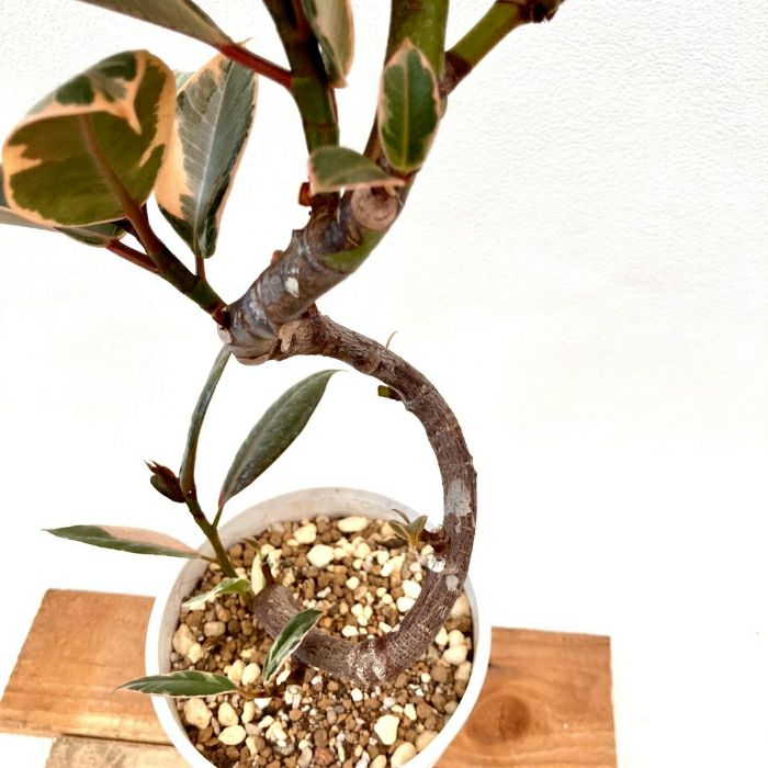 観葉植物現品販売