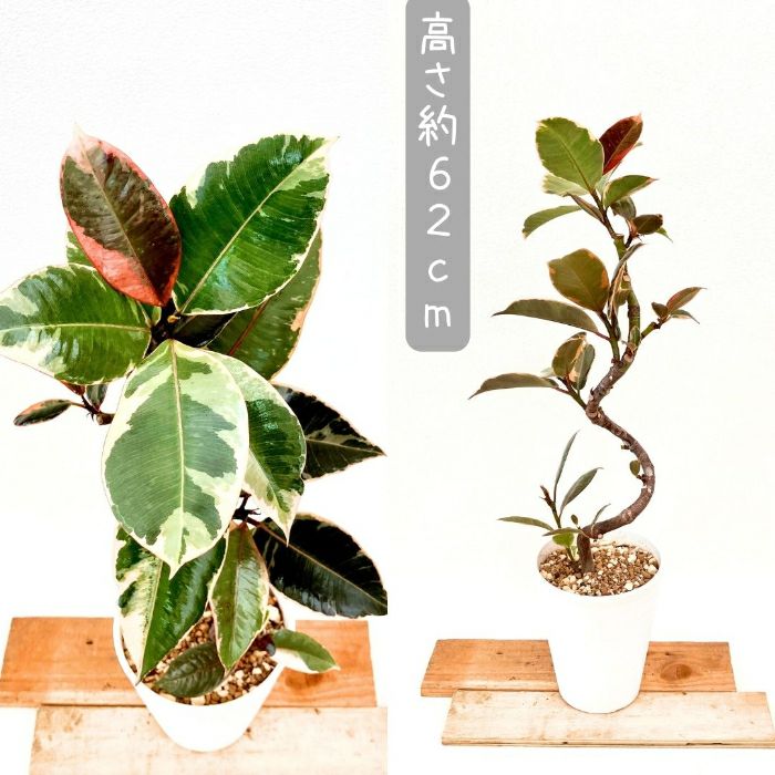 観葉植物現品販売