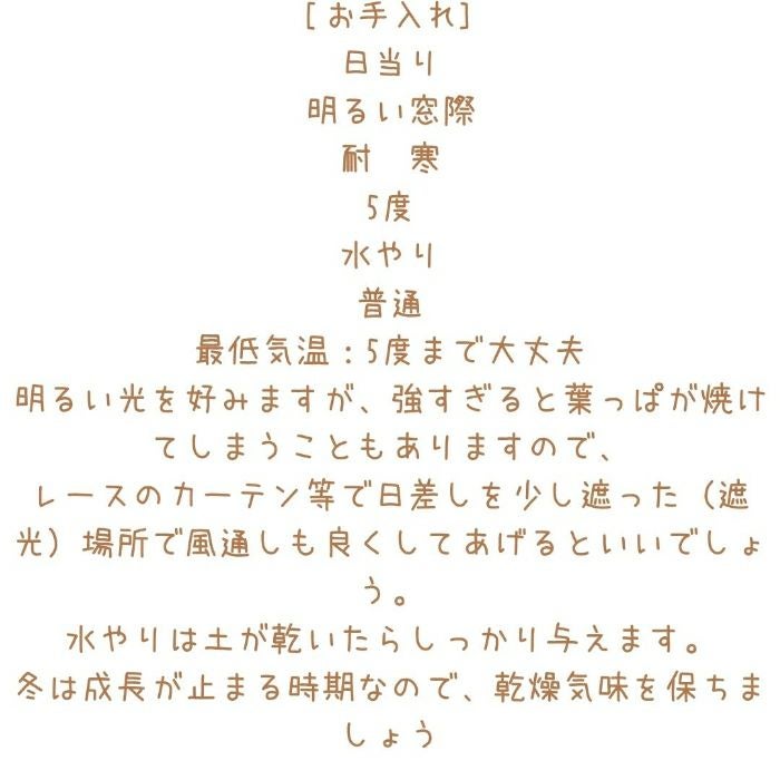 観葉植物現品販売