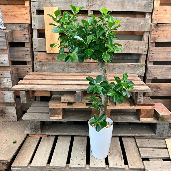 観葉植物 本物 NEW【現品】 直幹樹形のガジュマル 7号サイズ 人気商品