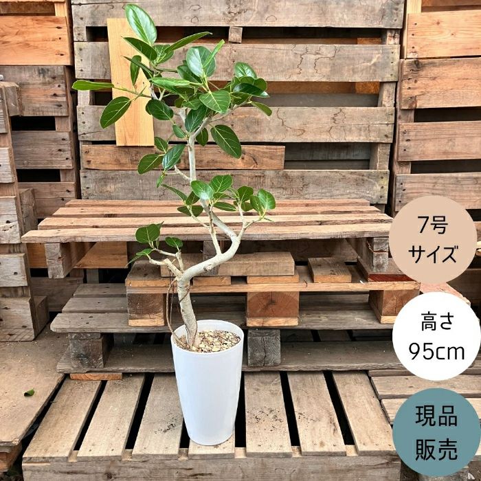 観葉植物現品販売