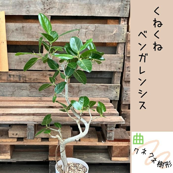 観葉植物現品販売